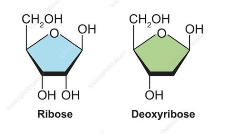 Does RNA have deoxyribose sugar