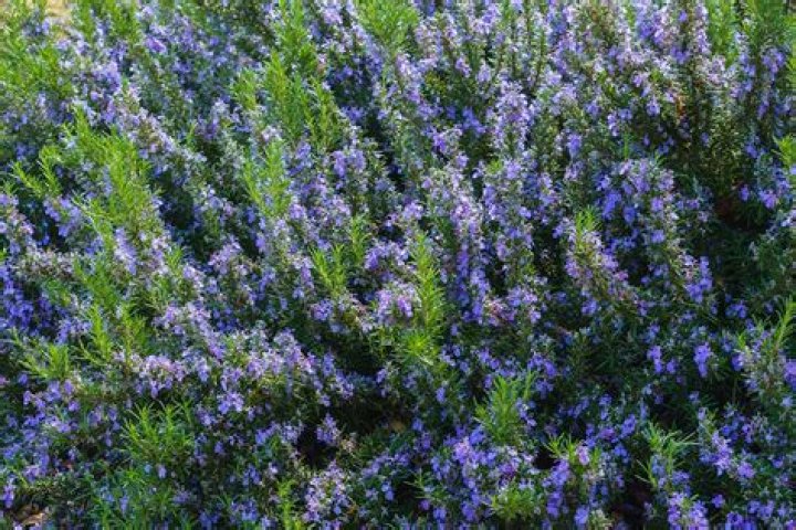 Does rosemary grow in sun or shade