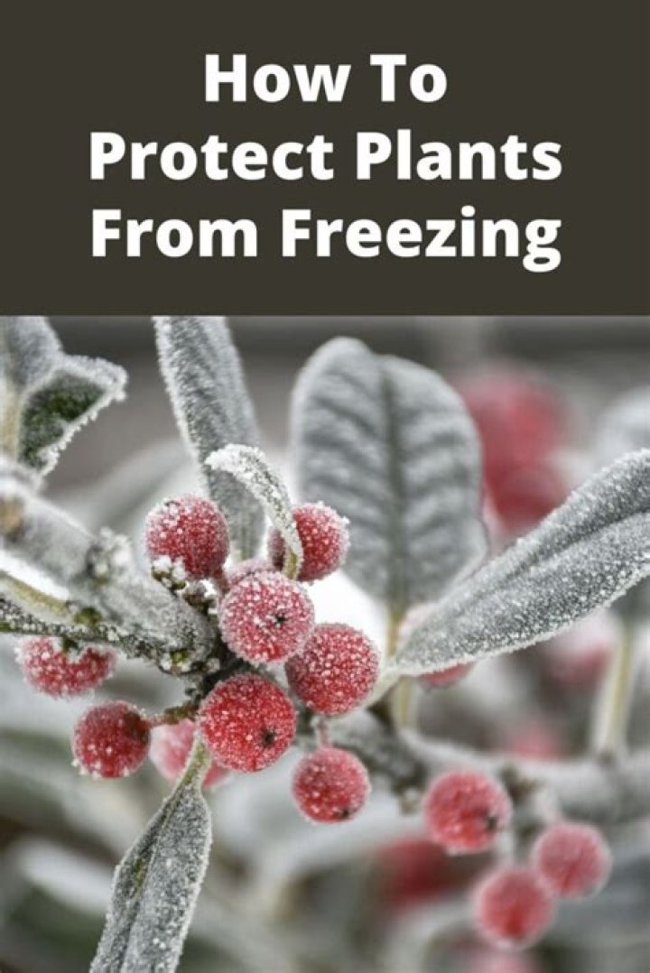 Does Snow protect plants from freezing