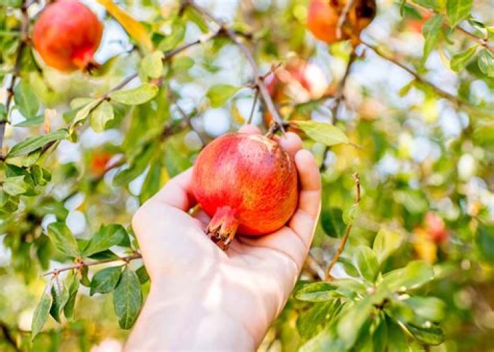 Does the pomegranate tree have thorns