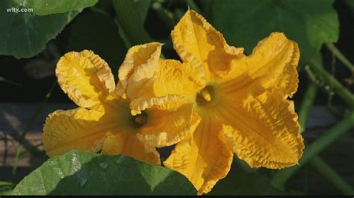 Does the squash come from the flower