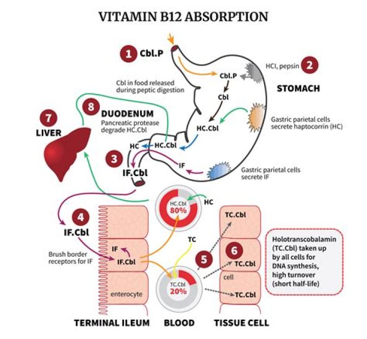 Does vitamin C interfere with vitamin B absorption
