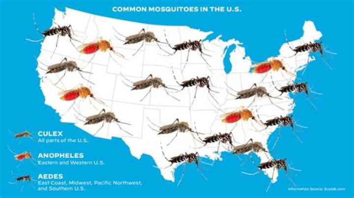 Does Washington DC have mosquitoes