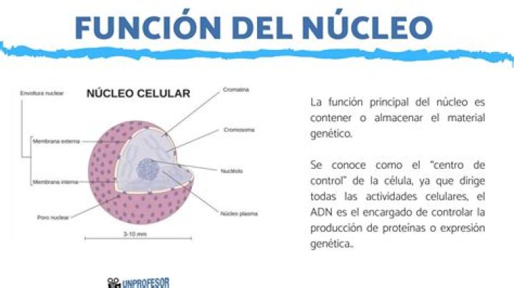¿Dónde se lleva a cabo la reproduccion celular