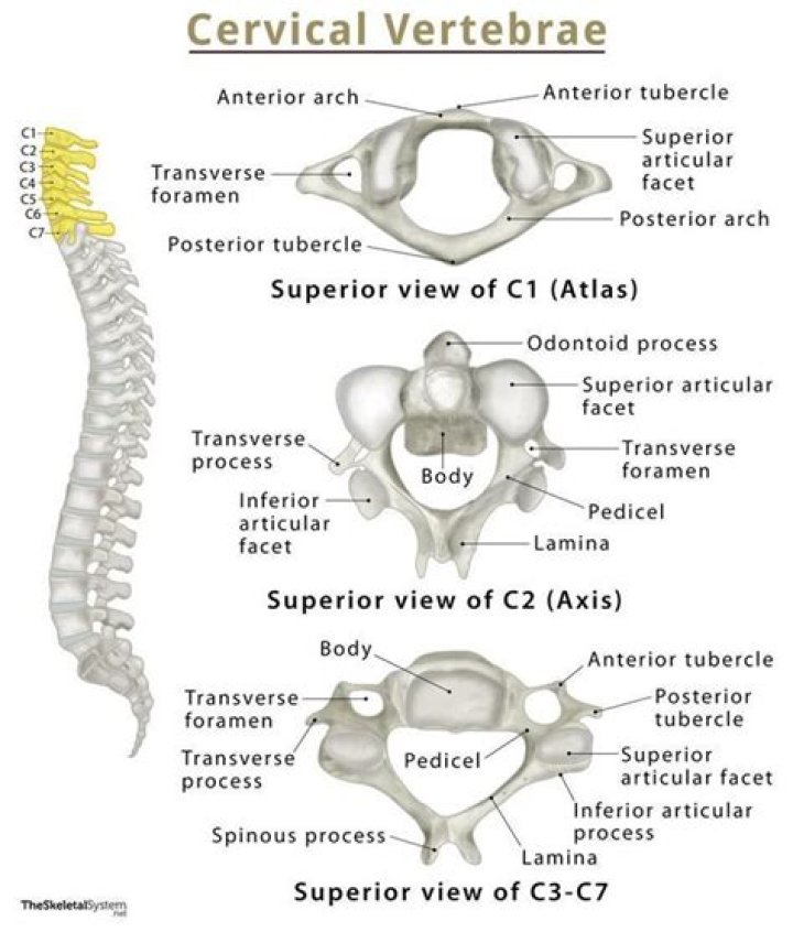 Has a dens that provides a pivot for rotation of the first cervical vertebra c1