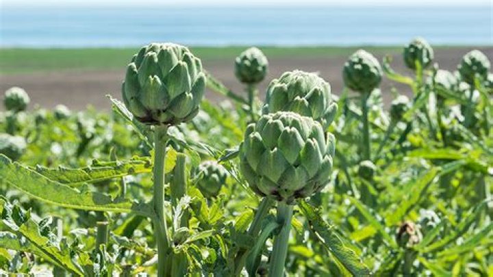 How are artichokes grown
