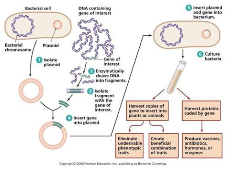 How are bacteria used in genetic engineering