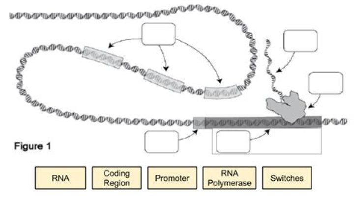 How are gene switches involved in determining which sticklebacks possess armor and which do not