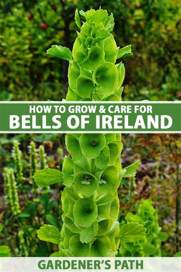 How are Irish bells harvested