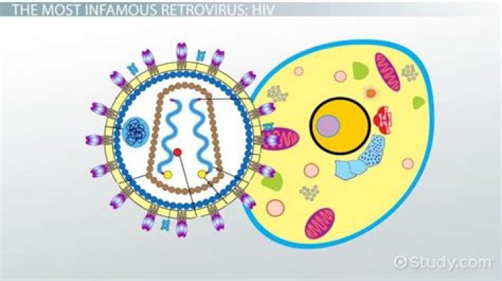 How are retroviruses different from other viruses quizlet