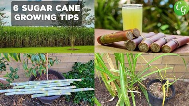 How are sugar canes propagated