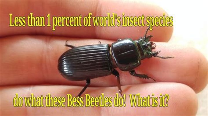 How big do Bess beetles get