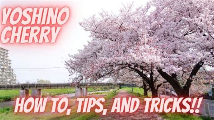 How big do Yoshino cherry get