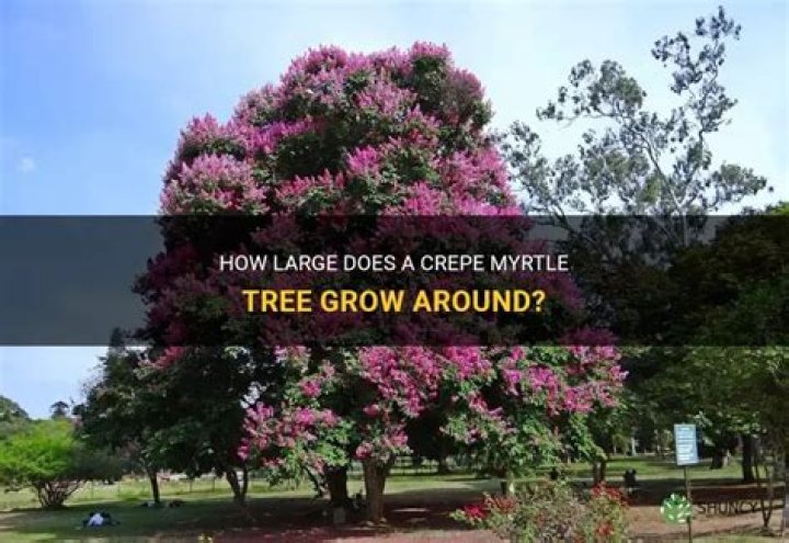How big does a crepe myrtle get