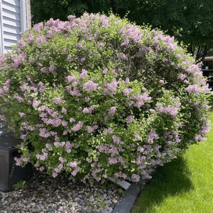 How big does a Miss Kim lilac bush get