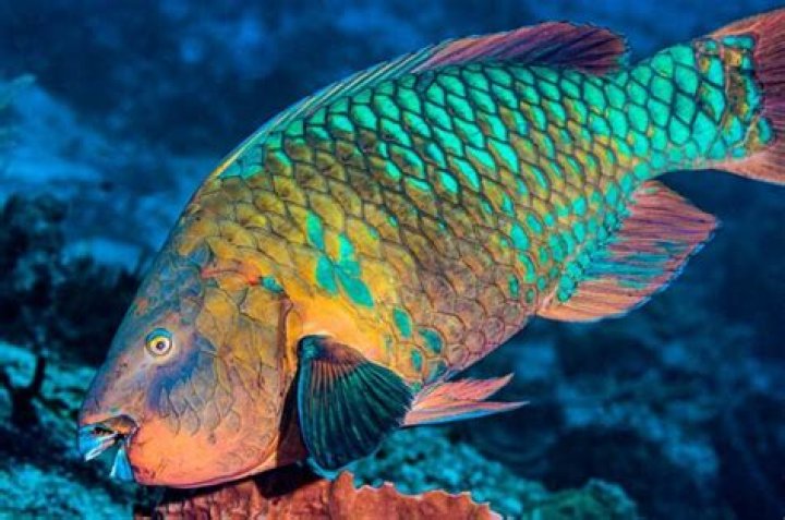 How big does a parrot fish grow