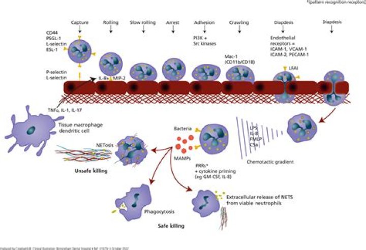 How can chemotaxis be helpful in fighting off an infection