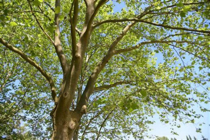 How can I identify a tree from a picture