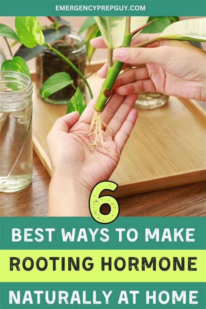 How can I make organic rooting hormone at home