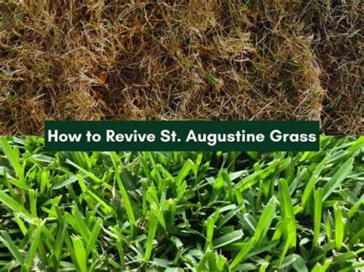 How can I revive my St Augustine grass