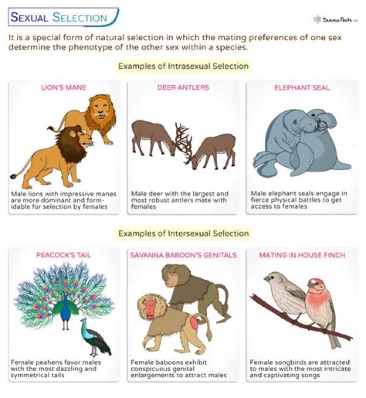 How can sexual selection cause speciation