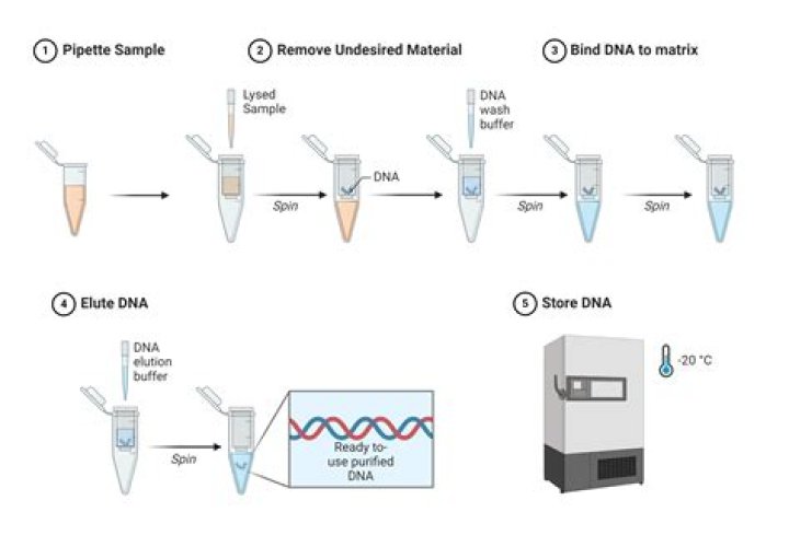 How can you tell if DNA is pure