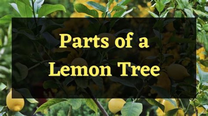 How can you tell if its a lemon tree