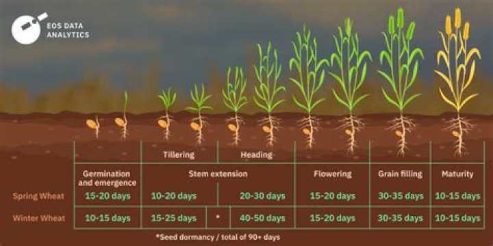 How can you tell if wheat is still good