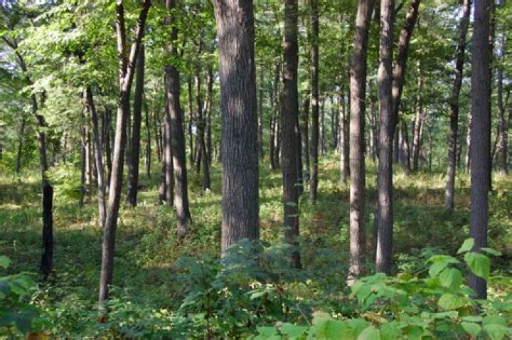 How can you tell the difference between oak and hickory