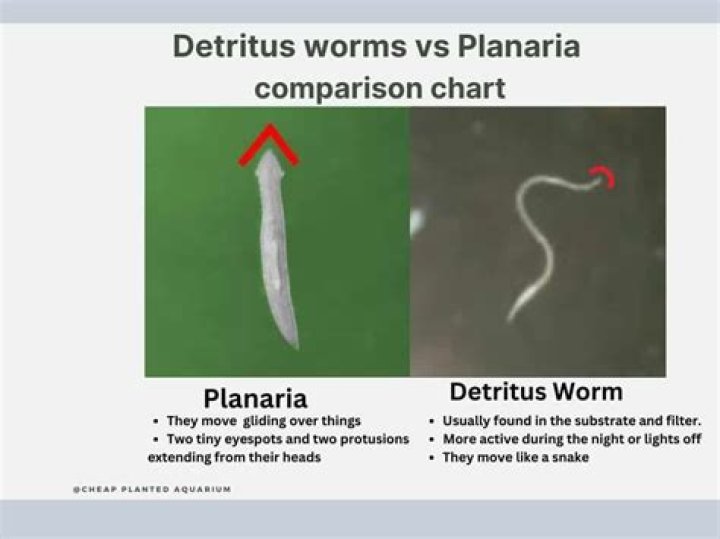 How can you tell the difference between Planaria and detritus worms