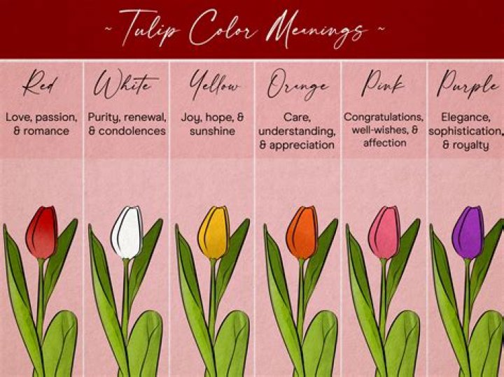 How cold hardy are tulips