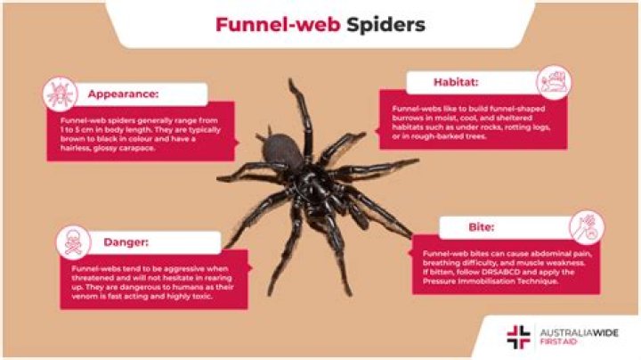 How common are funnel web spiders in Sydney