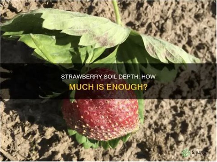How deep should soil be for strawberries