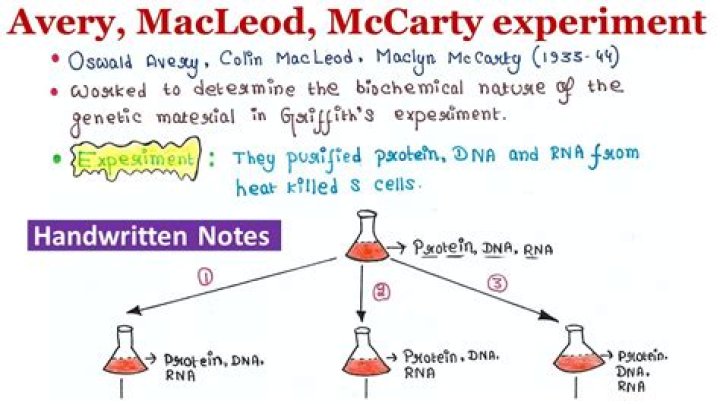 How did Avery McCarty and MacLeod further develop Griffiths experiment