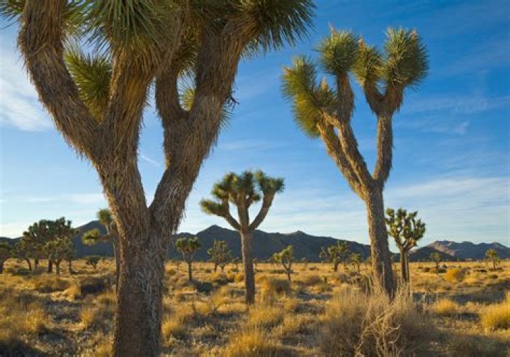 How did Joshua Tree park get its name