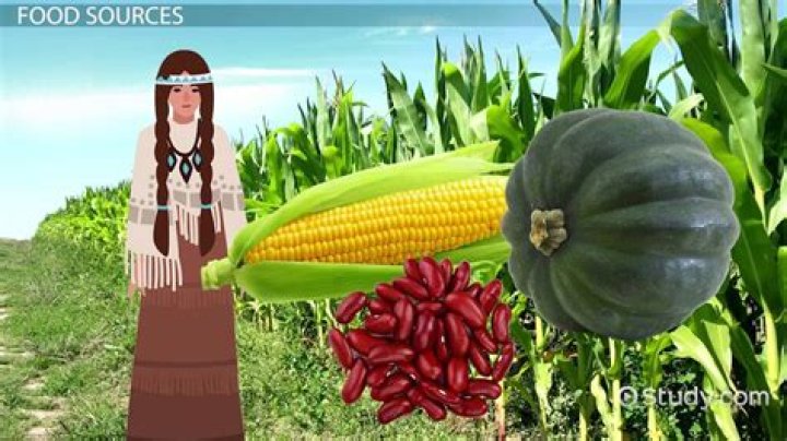 How did Native Americans get corn