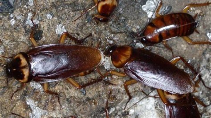 How dirty are cockroaches