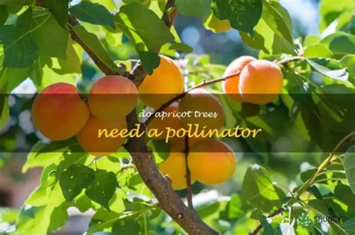 How do apricot trees pollinate