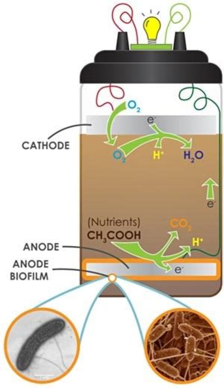 How do bacteria produce power in a microbial fuel cell