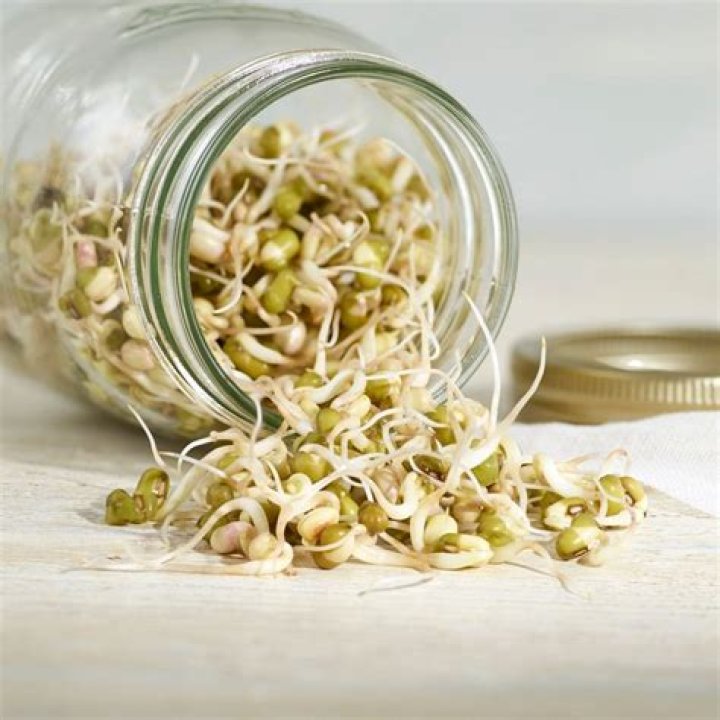 How do bean sprouts grow in soil