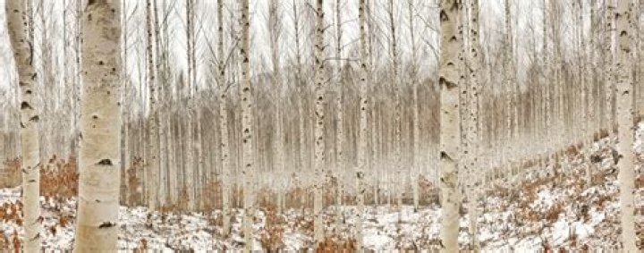 How do birch trees spread their seeds