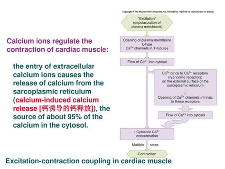 How do calcium ions produce contraction of heart