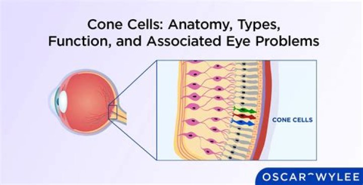 How do cones work in the eye