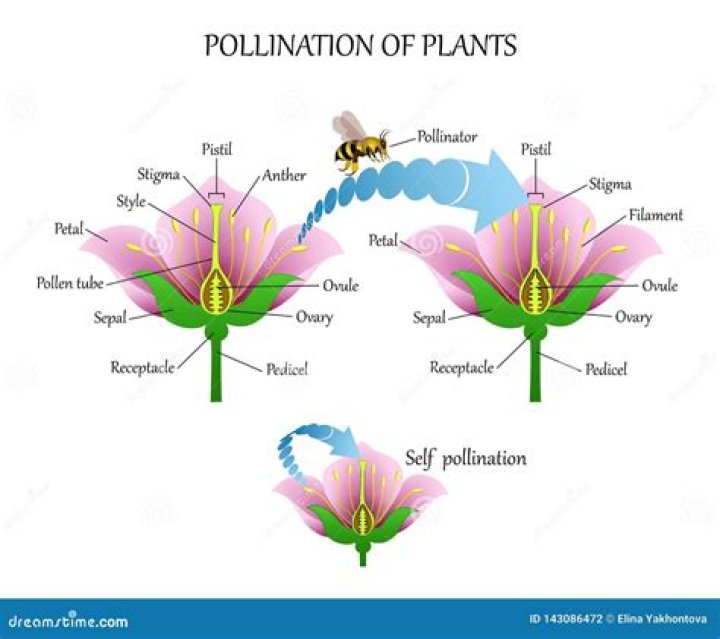 How do flowers attract pollinating insects