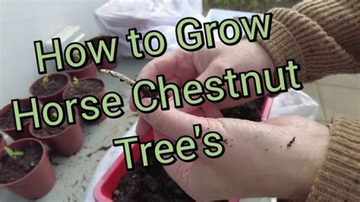 How do horse chestnuts grow