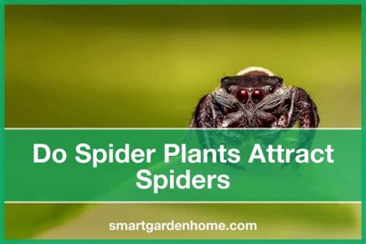 How do I attract spiders to my garden