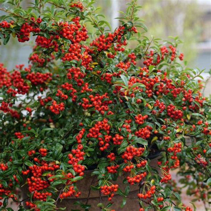 How do I get berries on my holly bush