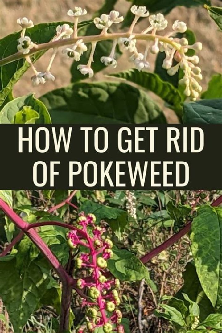 How do I get rid of American pokeweed