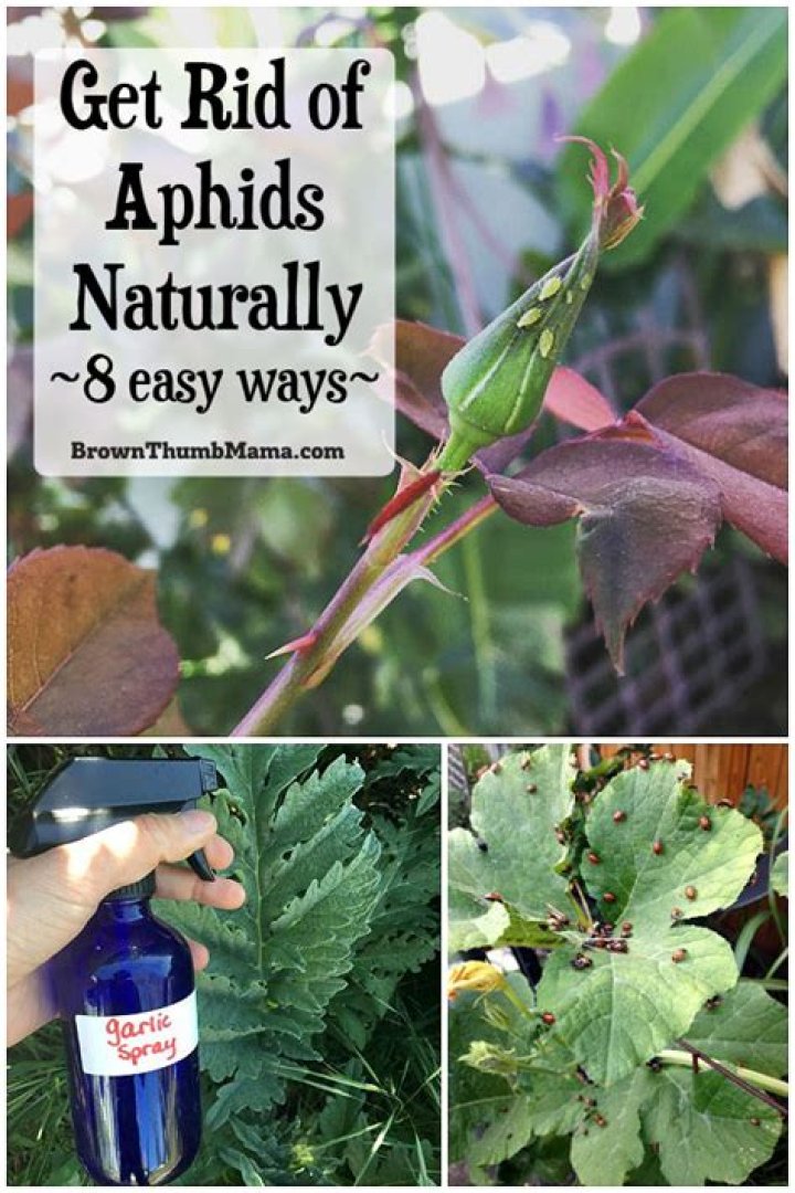 How do I get rid of aphids on lavender