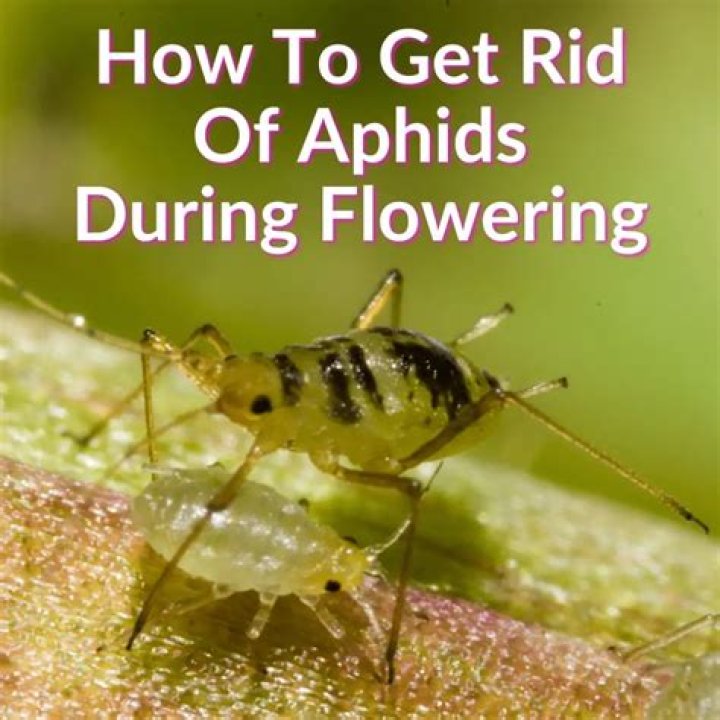 How do I get rid of aphids on my water lily